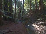 11-C Muir Woods